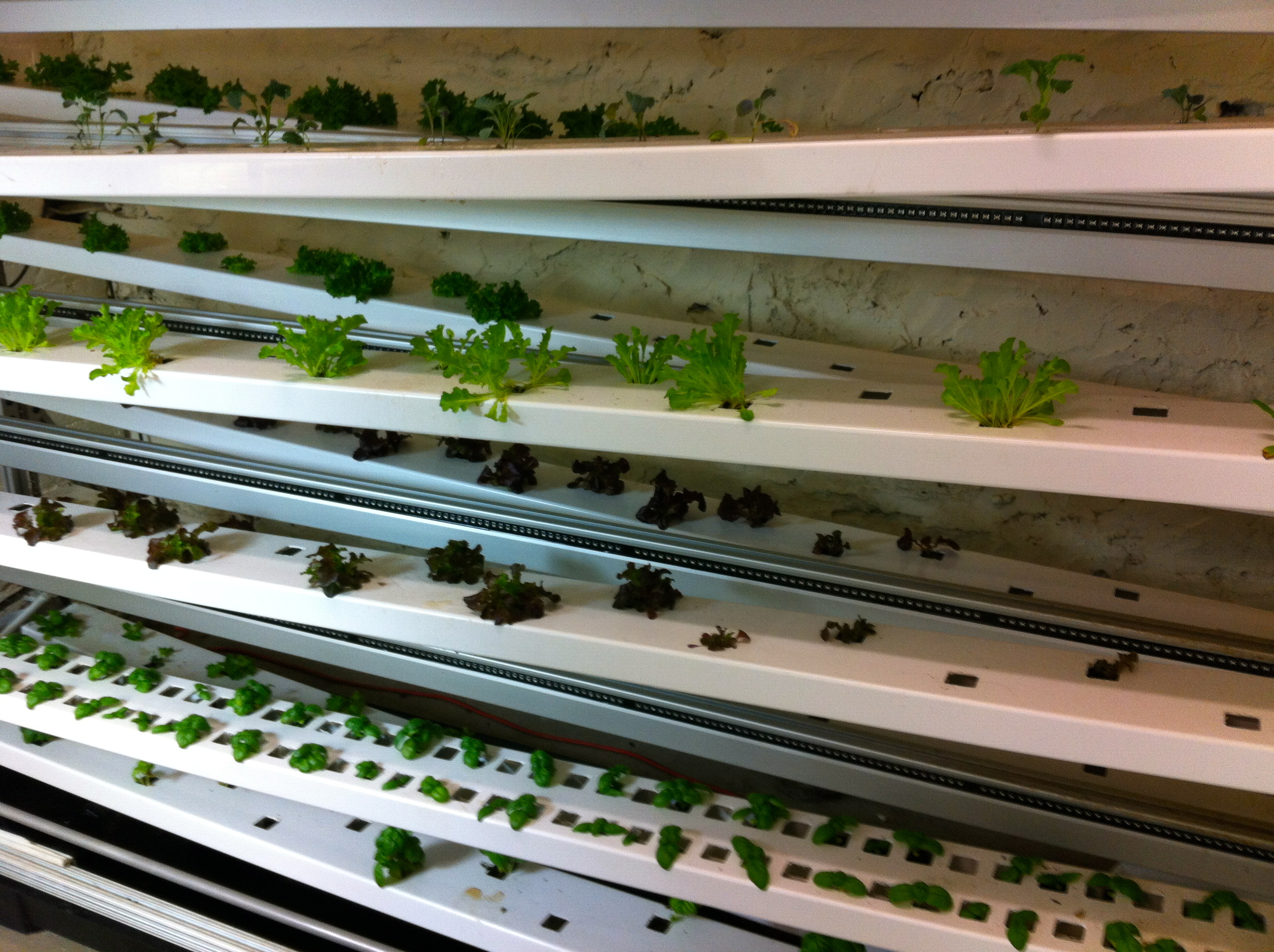 Urban Farming Market Ripe with Opportunity | CleanTechIQ